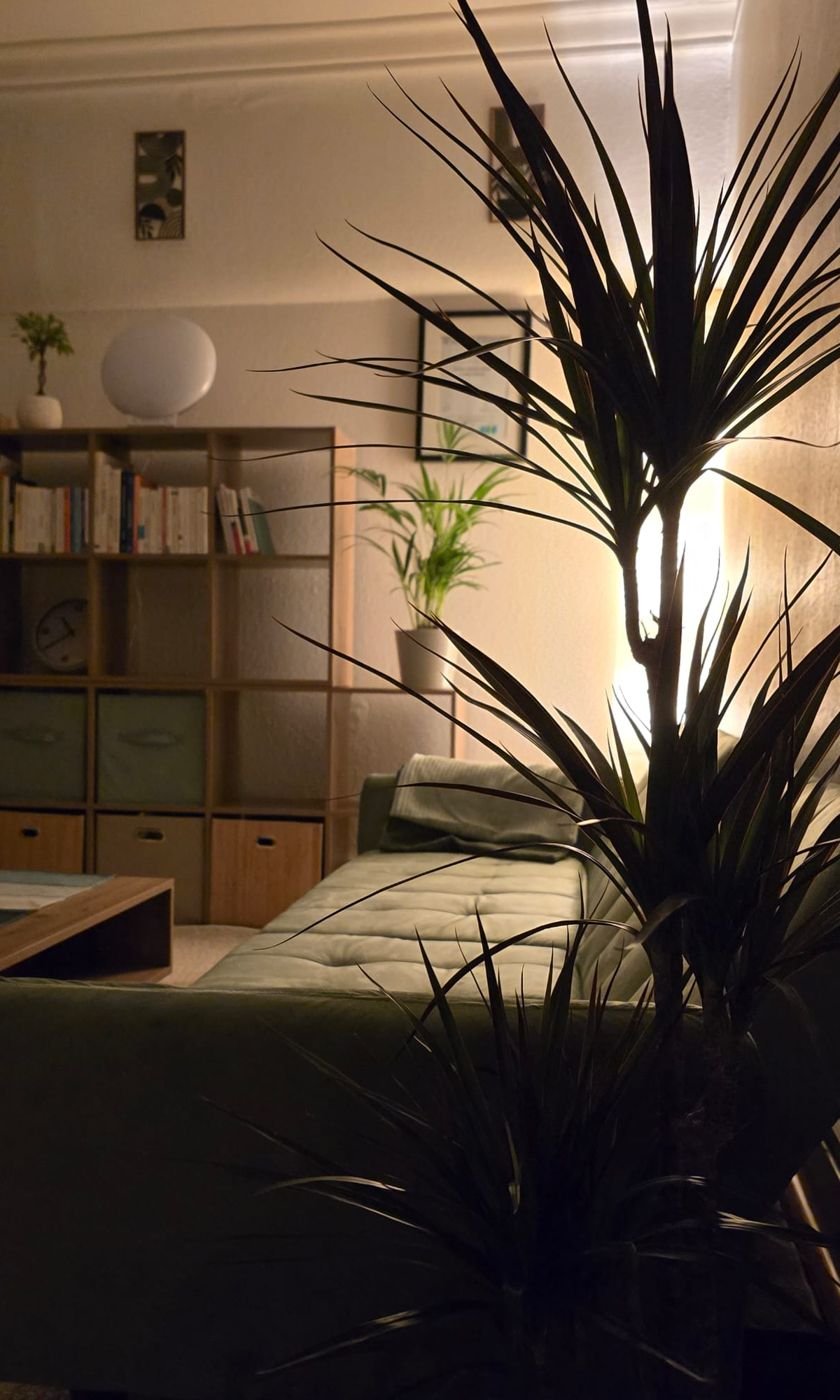 Plante devant la lumière, canapé et bibliothèque